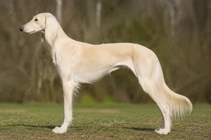 Saluki — Cream coat
