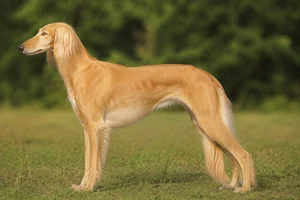 Saluki — Golden coat