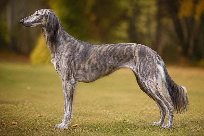 Saluki — Grizzle coat
