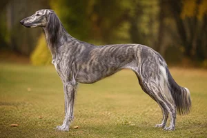 Saluki — Grizzle coat