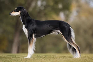 Saluki — Tricolor coat