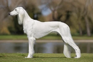 Saluki — White coat