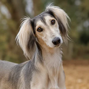 Saluki — alert