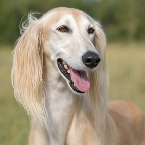 Saluki — happy
