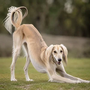 Saluki — playful