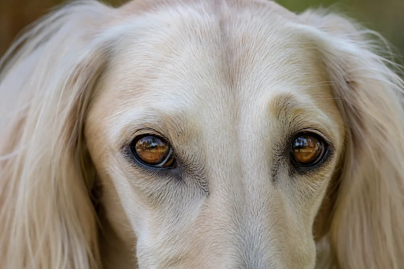 Saluki — eyes