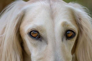 Saluki — eyes