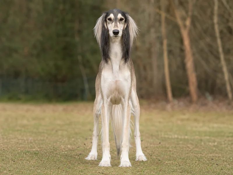 Saluki — front