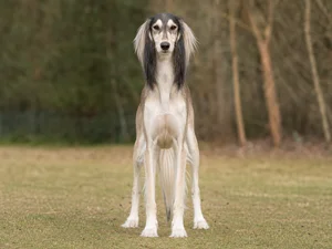 Saluki — front