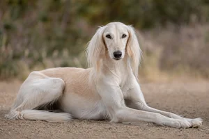 Saluki — lying down