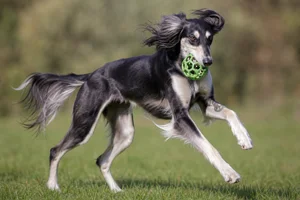 Saluki — playing