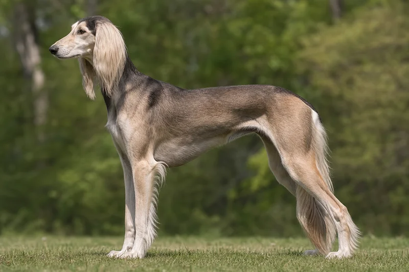 Saluki — side