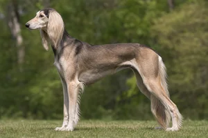 Saluki dog