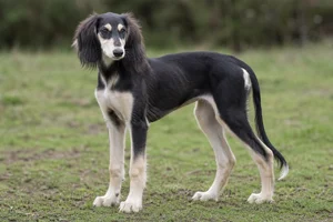 Saluki — puppy (~4 mo)