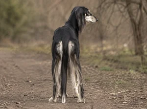 Saluki — rear