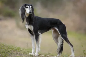 Saluki — senior