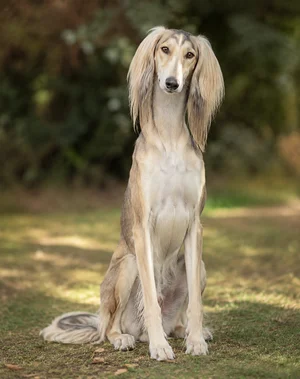Saluki — sitting