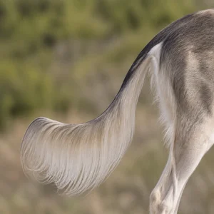 Saluki — tail