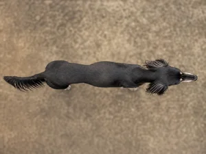 Saluki — top