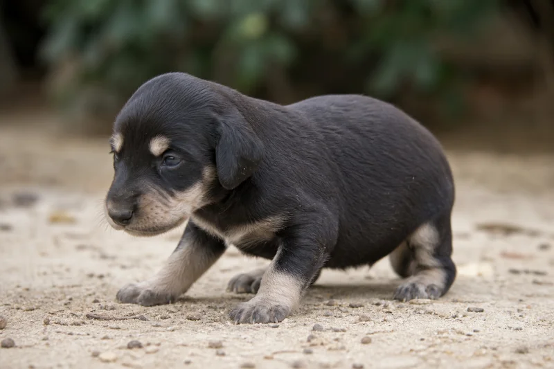 Saluki — young puppy (~1 mo)