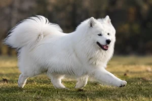 Samoyed — running