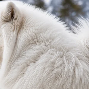 Samoyed — coat texture