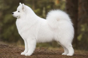 Samoyed — white coat