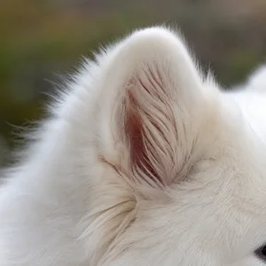 Samoyed — ears