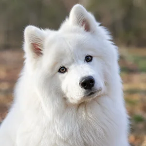 Samoyed — alert