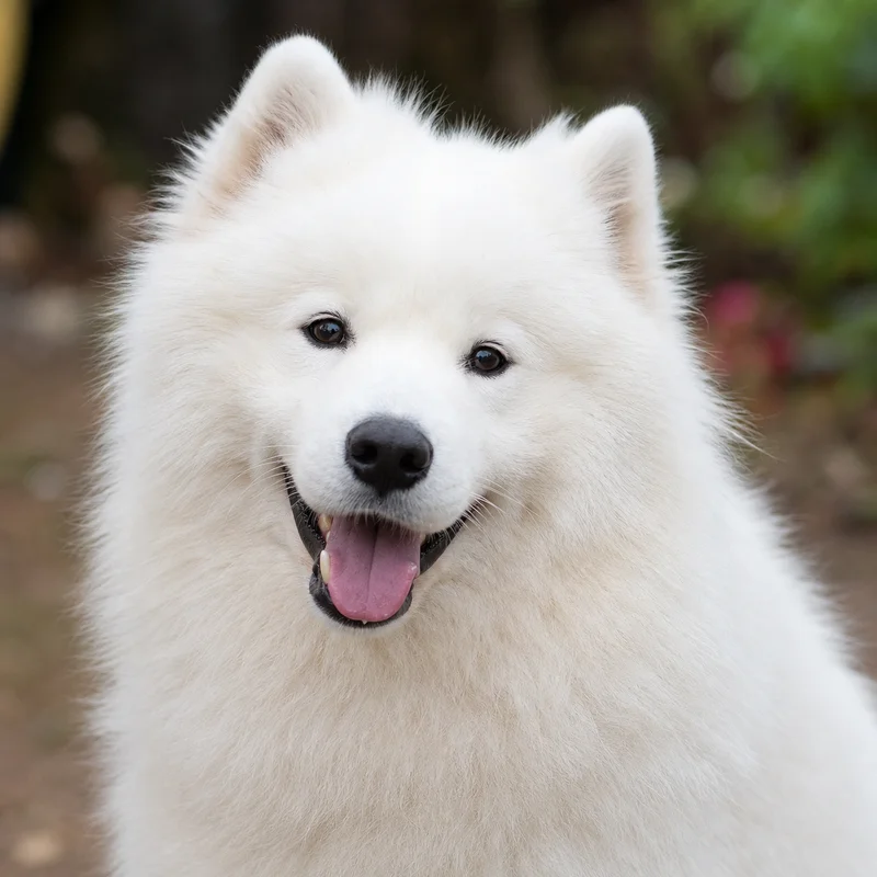 Samoyed — happy