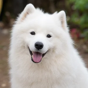 Samoyed — happy
