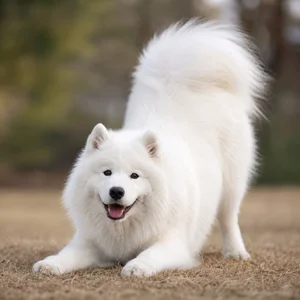 Samoyed — playful