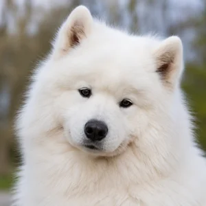 Samoyed — relaxed