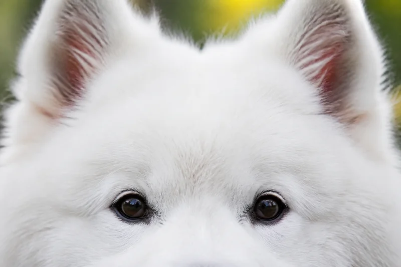 Samoyed — eyes