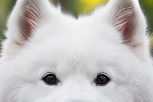 Samoyed — eyes