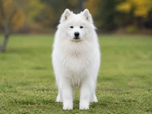 Samoyed — front
