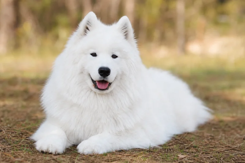 Samoyed — lying down