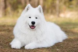 Samoyed — lying down