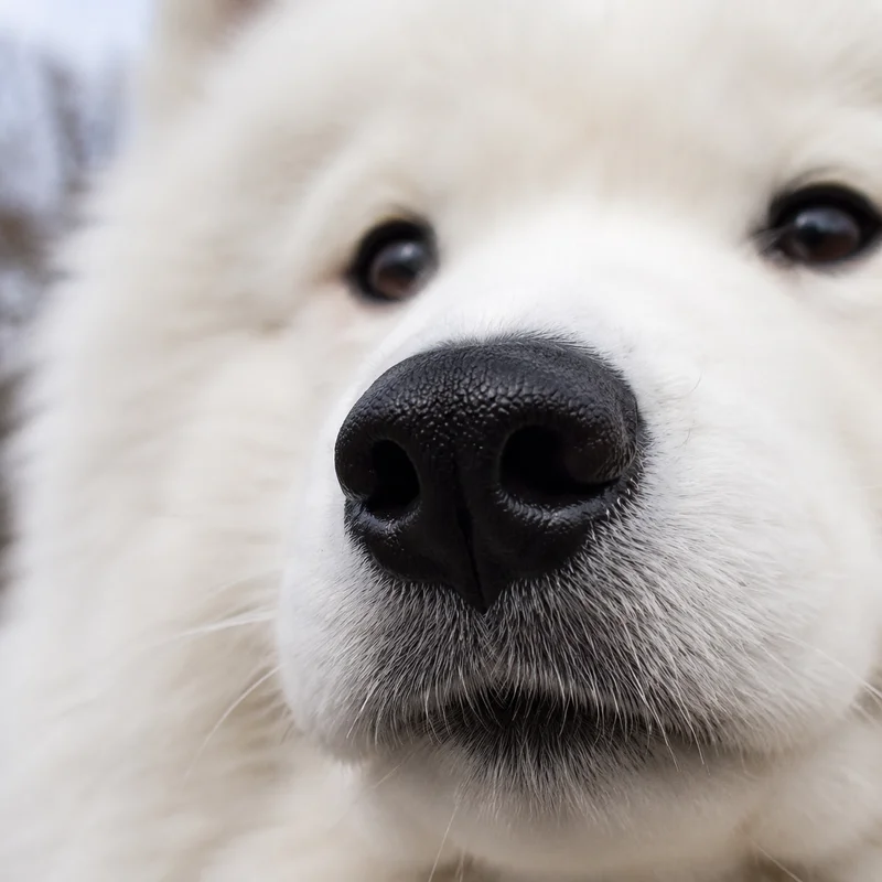Samoyed — nose