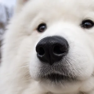 Samoyed — nose