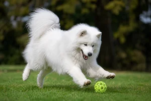 Samoyed — playing