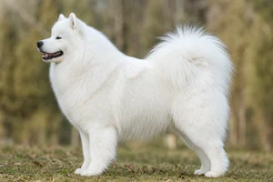 Samoyed dog