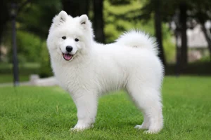 Samoyed — puppy (~4 mo)