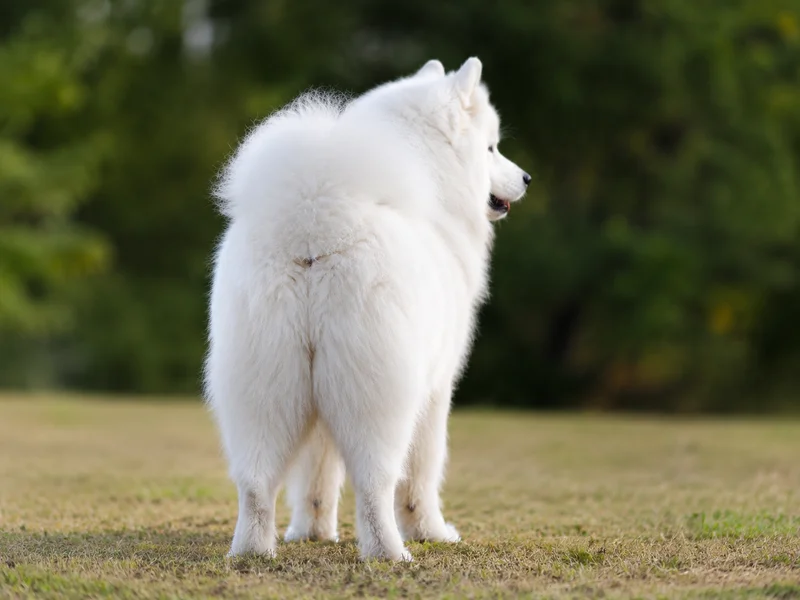Samoyed — rear