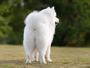 Samoyed — rear