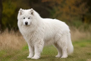 Samoyed — senior