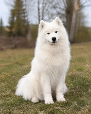 Samoyed — sitting