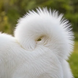 Samoyed — tail