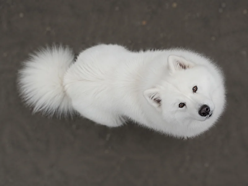Samoyed — top