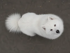 Samoyed — top